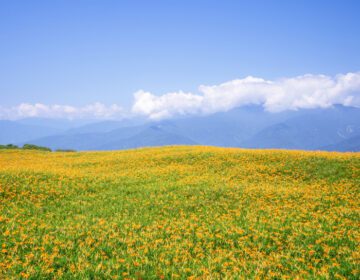 دانلود عکس مزرعه گل زیبای نارنجی در کوه لیوشیدان