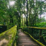 دانلود چشم انداز پل چوبی در بندر بین طلوع آفتاب