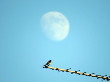 دانلود عکس پرنده و ماه در آسمان ماه در پس زمینه آبی