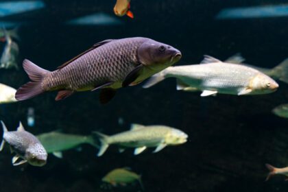 دانلود عکس ماهی خاکستری رودخانه در آب یک آکواریوم بزرگ شنا می کند
