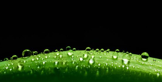 دانلود عکس برگ تازه سبز با قطرات آب در طبیعت سطح آن