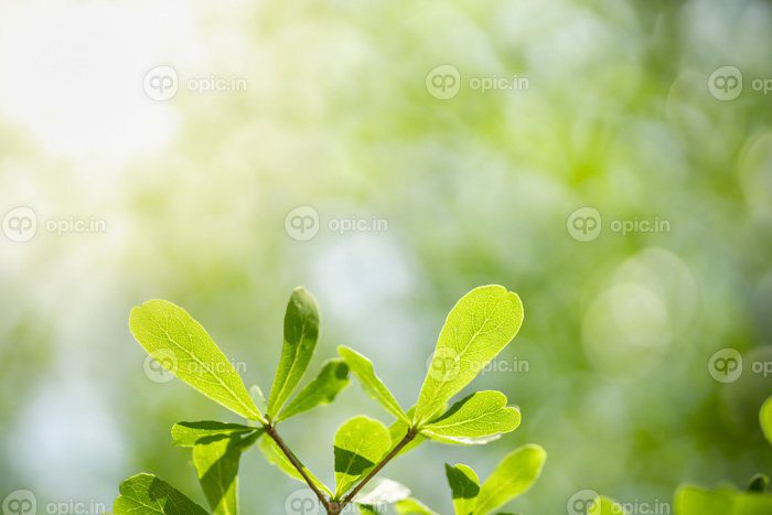 دانلود عکس نمای نزدیک از طبیعت برگ سبز روی سبزه تار