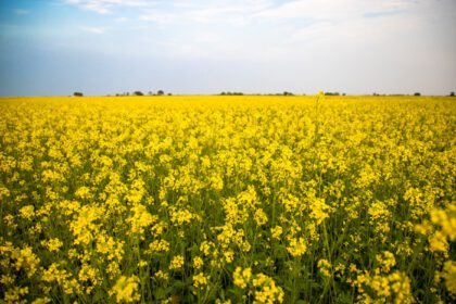 دانلود عکس گل های زیبای زرد خردل در مزرعه طبیعی