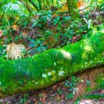 دانلود وکتور قلب انتزاعی با پرچم ایالات متحده آمریکا چاپ تی شرت علامت میهن پرستانه