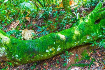 دانلود عکس درخت بزرگ در جنگل طبیعی استوایی جنگل ilha grande برزیل