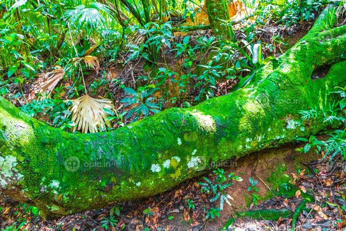 دانلود عکس درخت بزرگ در جنگل طبیعی استوایی جنگل ilha grande برزیل