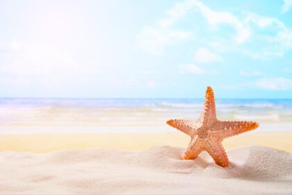 دانلود عکس ستاره دریایی در ساحل آفتابی تابستان در سفر پس زمینه اقیانوس