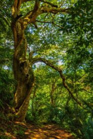 دانلود عکس درخت بزرگ در جنگل طبیعی استوایی جنگل ilha grande برزیل