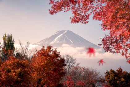 دانلود عکس کوه فوجی سان با برگ های قرمز افرا در پاییز