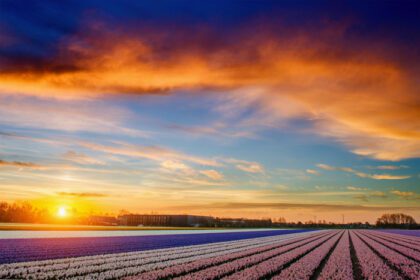 دانلود عکس مزرعه سنبل در غروب آفتاب هلند