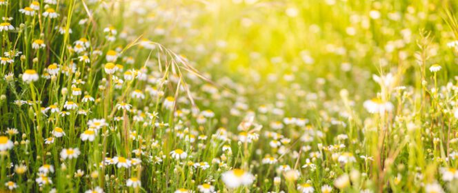 دانلود عکس نزدیک از بسیاری از گل های مروارید در بهار با فوکوس انتخابی و نور پراکنده خورشید در پشت آنها