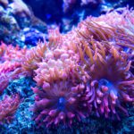 سبد خرید و پرداخت