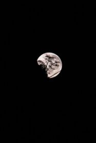 دانلود عکس ماه کامل با شبح یک درخت در ریودوژانیرو برزیل