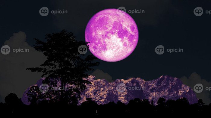 دانلود عکس ماه صورتی کامل و درخت در آسمان شب کوه شبح