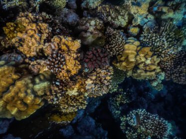دانلود عکس مرجان های رنگارنگ در حفاظتگاه طبیعی از دریای سرخ