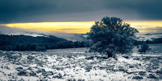 دانلود عکس منظره درخت تنها در برف با تپه های جنگل و کوه در پس زمینه با آسمان ابری رنگارنگ