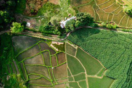 دانلود عکس منظره شالیزار برنج در آسیا نمایی هوایی از مزارع برنج