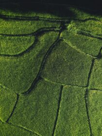دانلود عکس منظره شالیزار برنج در نمای هوایی آسیا