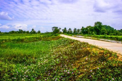 دانلود عکس طبیعت زیبای جاده روستایی و مزرعه برنج در جنوب تایلند