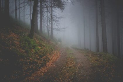 دانلود عکس مسیر تاریک در جنگل مه آلود پاییزی