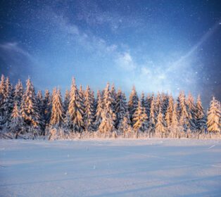 دانلود عکس زمستانی جادویی درخت پوشیده از برف زمستانی