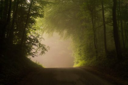 دانلود عکس جاده خاکی از میان جنگل سبز با نور روشن