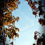 سبد خرید و پرداخت