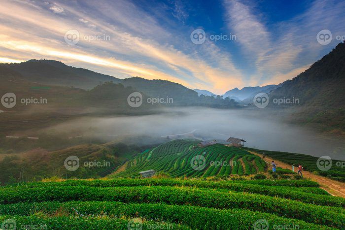 دانلود عکس مه صبحگاهی در تراس چای در doi angkhang در چیانگ مای تایلند