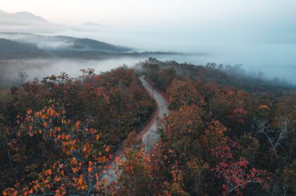 دانلود عکس مناظر کوهستانی و درختان در صبح پاییز
