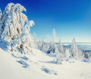 دانلود عکس منظره و درخت فوق العاده زمستانی در یخبندان