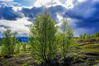 دانلود عکس منظره طبیعی با درختان و پوشش گیاهی در تندرا
