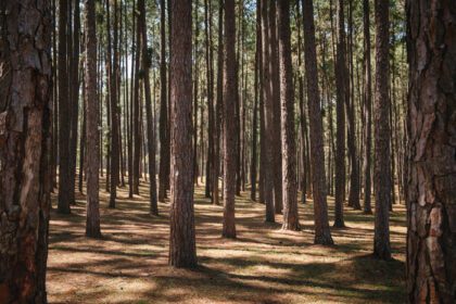 دانلود عکس طبیعت جنگل درخت کاج از منظره جنگل های استوایی