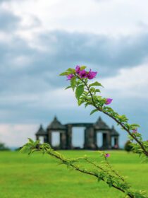 دانلود عکس گل با پس زمینه راتو بوکو دروازه یوگیاکارتا اندونزی