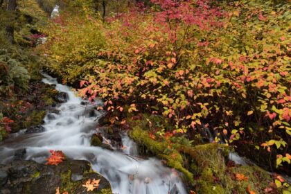 دانلود عکس آبشار نهر جاری که توسط شاخ و برگ های پاییزی پر جنب و جوش احاطه شده است