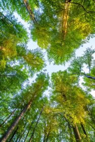 دانلود عکس درختان جنگل طبیعت چوب سبز پس زمینه نور خورشید