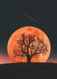دانلود عکس طلوع ماه در پس زمینه یک درخت تنها