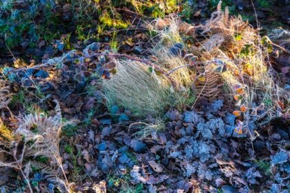 دانلود عکس گیاهان یخبندان در حفاظتگاه طبیعی چایلی در ساسکس شرقی