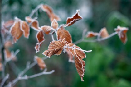 دانلود عکس برگ های یخ زده درخت راش پوشیده از یخبندان