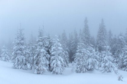 دانلود عکس جنگل یخ زده زمستانی در درخت کاج مه آلود در طبیعت پوشیده شده