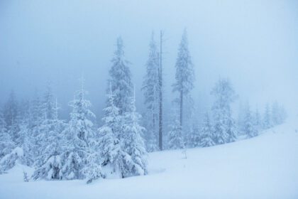 دانلود عکس جنگل یخ زده زمستانی در درخت کاج مه آلود در طبیعت پوشیده شده