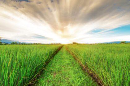 دانلود عکس مزرعه برنج و پس زمینه آسمان در غروب آفتاب با نور خورشید و