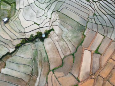دانلود عکس مزارع برنج در ابتدای کشت