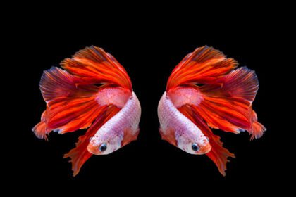 دانلود عکس صورتی و قرمز بتا ماهی سیامی مبارزه با ماهی روی سیاه