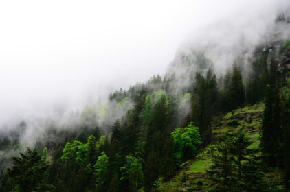 دانلود عکس جنگل سبز و مه سفید