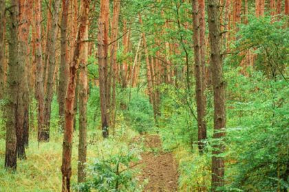 دانلود عکس جنگل سبز در طبیعت کاج تابستانی و بوته سبز