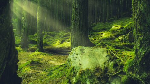دانلود عکس رشد خزه سبز روی تنه درختان در جنگل با پرتوهای نور خورشید که از لابه لای درختان می نگرد