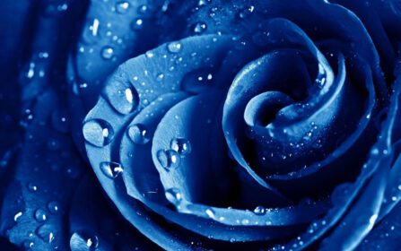 دانلود والپیپر قطره آبی گل ماکرو رز