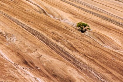 دانلود عکس اسکراب کاج روی صورت کوه سنگی در کارولینای شمالی رشد می کند