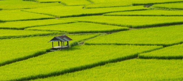 دانلود عکس مزارع سبز برنج در فصل بارندگی مناظر زیبای طبیعی