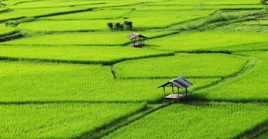 دانلود عکس مزارع سبز برنج در فصل بارندگی